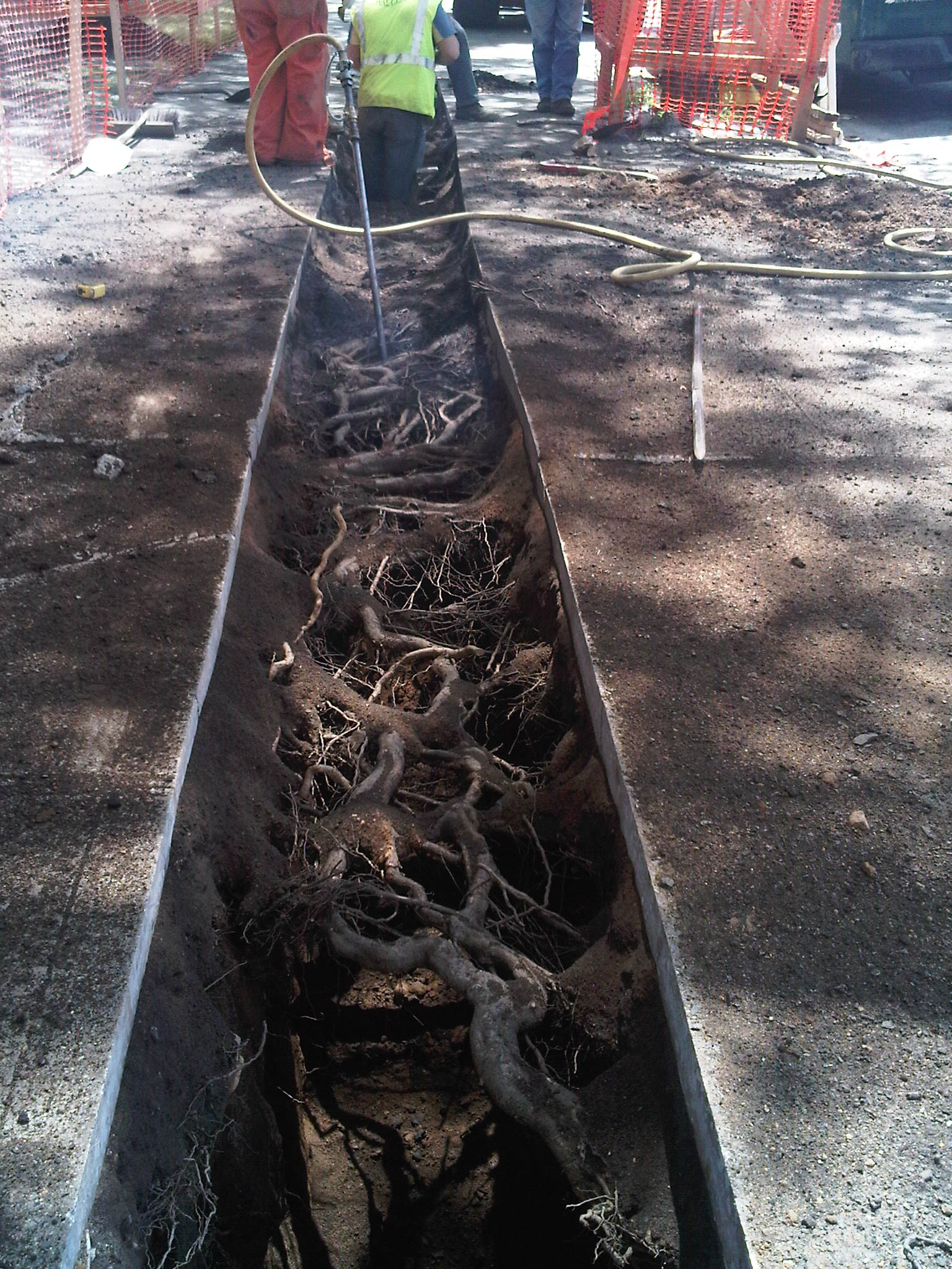 Air Spade root excavation