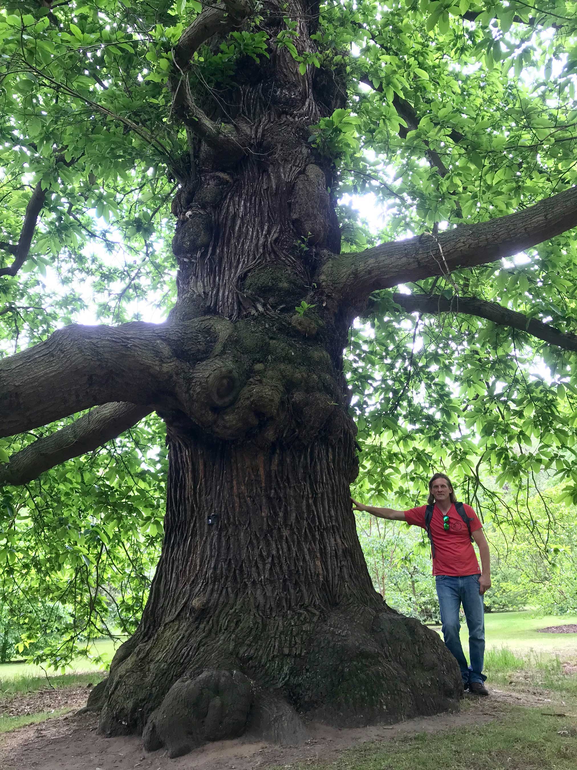 Redwood Tree with Graham